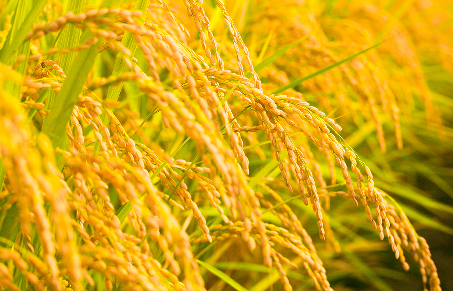 100%国内産もち米使用